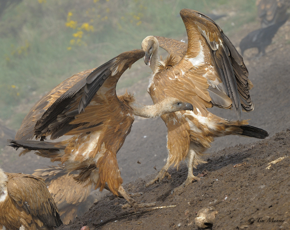Vulture Scuffle 2012